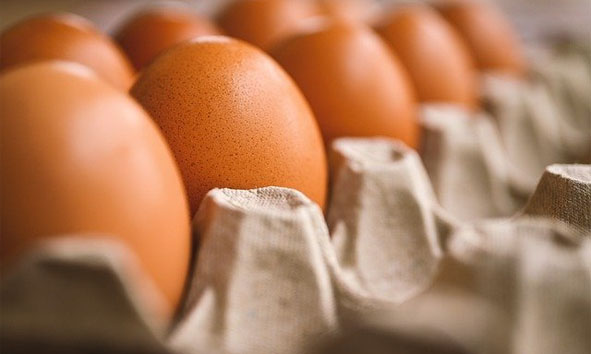 Produção de ovos na Bahia bate novo recorde no 2º trimestre de 2022 e é a maior em 35 anos