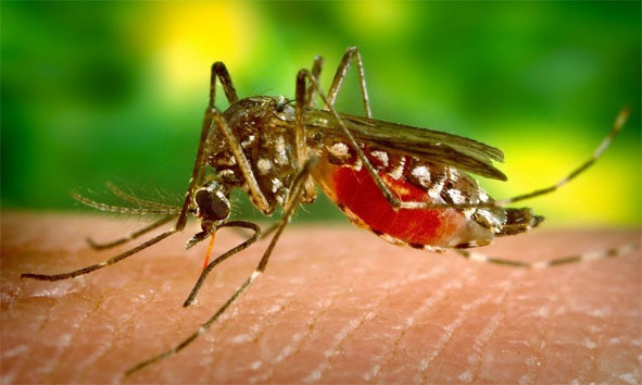 Lacen sequencia cepa de dengue que ainda não havia sido identificada na Bahia