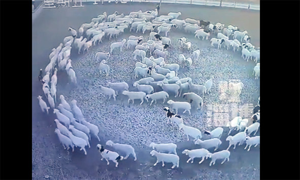 Vídeo: ovelhas andam em círculos durante doze dias seguidos