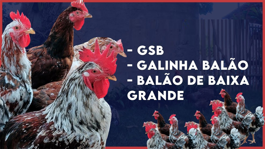 Galinha Balão – GSB de Baixa Grande virou sucesso em todo Brasil