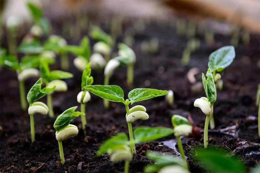 Governo prorroga prazo para cadastro na Agricultura Familiar