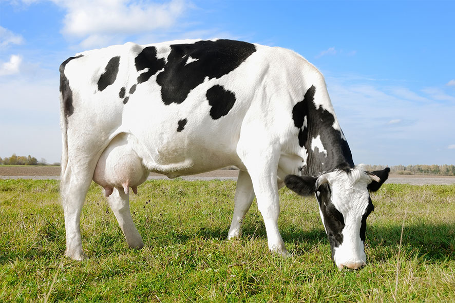 Veterinário alerta: infecções em vacas podem causar prejuízo na produção de leite de 40%