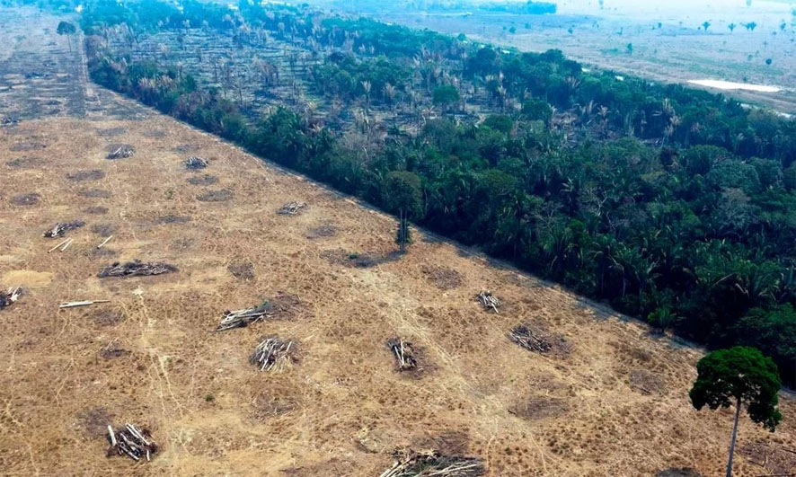 Desmatamento da Amazônia brasileira bateu recorde do mês de fevereiro