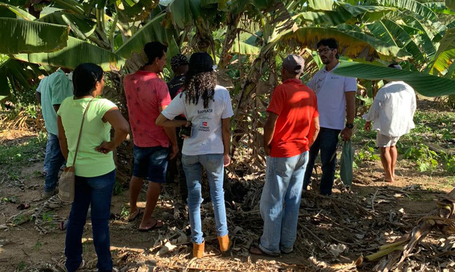 Práticas agroecológicas de poda e limpeza do pomar com agricultores e agricultoras familiares da Comunidade Xique Xique em Mairi