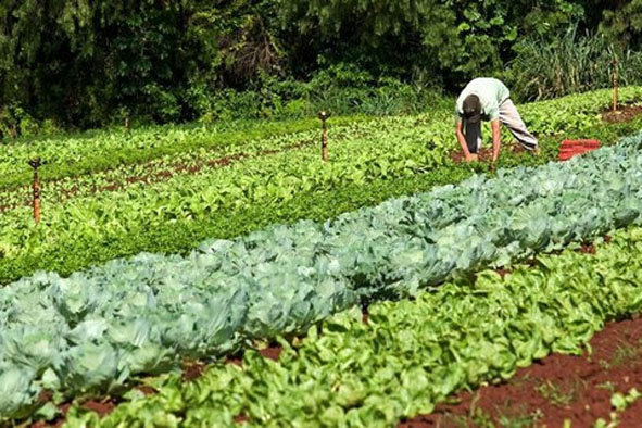 Mais de 39 mil agricultores familiares receberão benefício em março