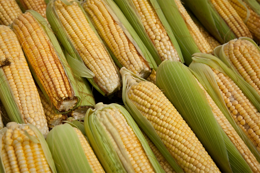 Cooperativa baiana impulsiona produção de milho não-transgênico e conquista resultados expressivos