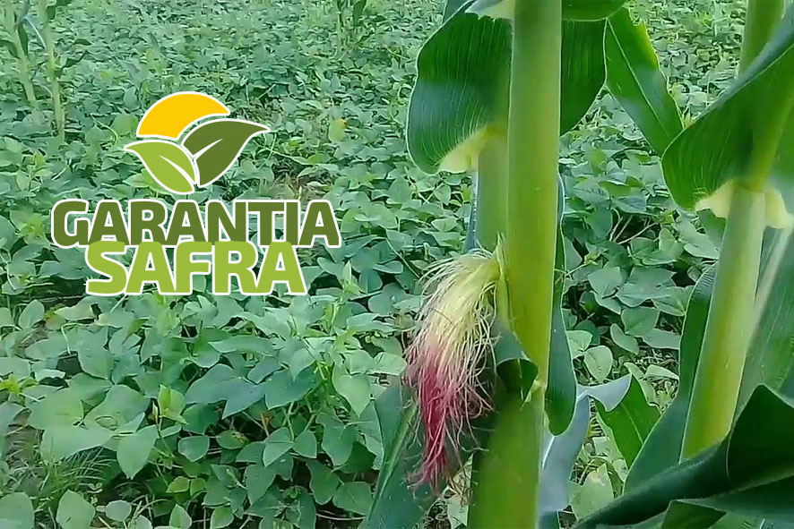 Agricultores de Baixa Grande, Mairi e Várzea da Roça podem não receber Garantia Safra este ano