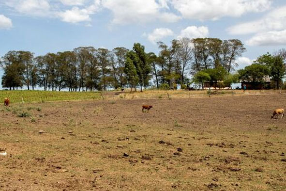 El Niño é anunciado no Brasil e pode durar até 2 anos