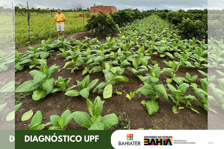 Instituto Agrovida mostra comunidade Beija Flor, município de Muritiba