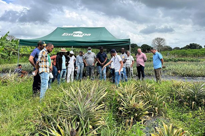 Instituto Agrovida promove Dia de Campo na Produção de Abacaxi em Cruz das Almas