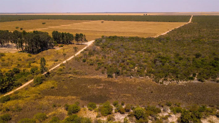 Desmatamento no Cerrado continua em alta e bate recorde em setembro