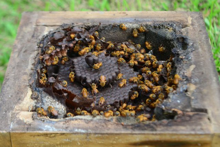Essenciais na produção de alimentos, abelhas-sem-ferrão precisam ser protegidas