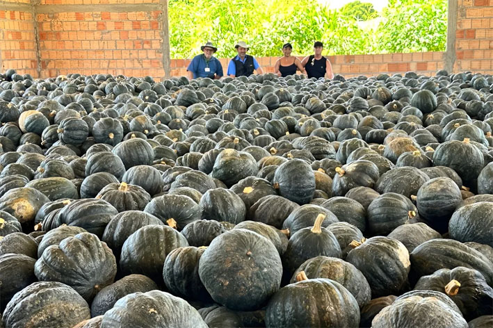 Abelhas sem ferrão aumentam 30% da produtividade de abóbora orgânica