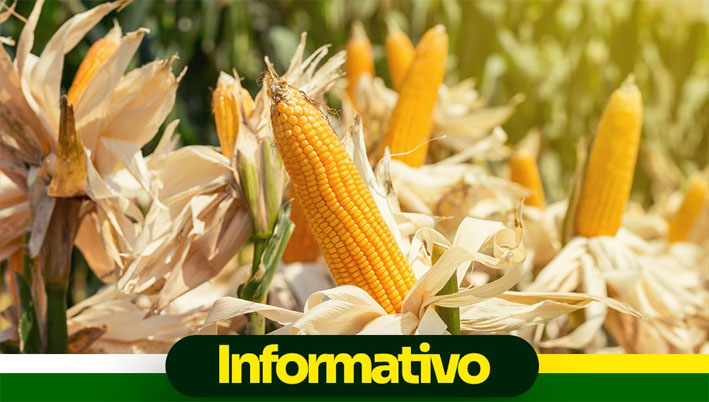 Prefeitura de Baixa Grande inicia cadastro de agricultores para adquirir milho junto a Conab