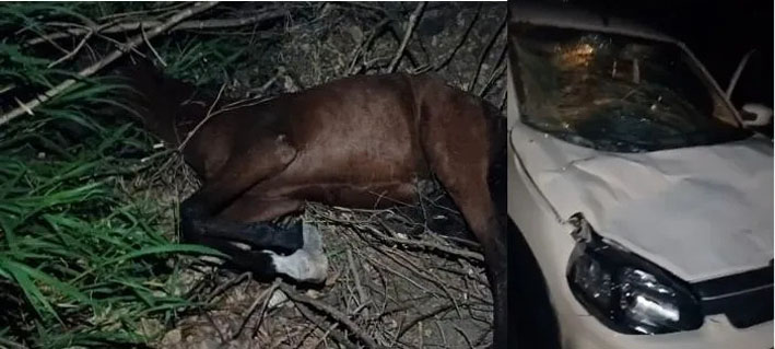 Padre Lotado em Riachão do Jacuípe se envolve em acidente provocado por cavalo na pista
