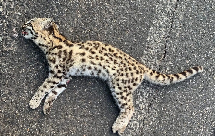 Mais uma espécie de felino é encontrada em Ruy Barbosa