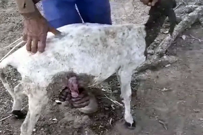 Cães voltam a atacar na Fazenda Lagedo e matam mais cinco ovinos em Capim Grosso