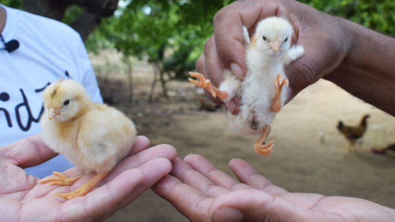 Nasce pintinho com quatro patas em Baixa Grande, município no interior da Bahia