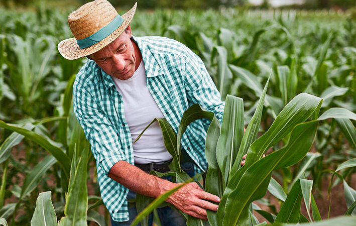 Sicoob estima liberar R$ 7 bilhões em crédito rural no período de pré-custeio