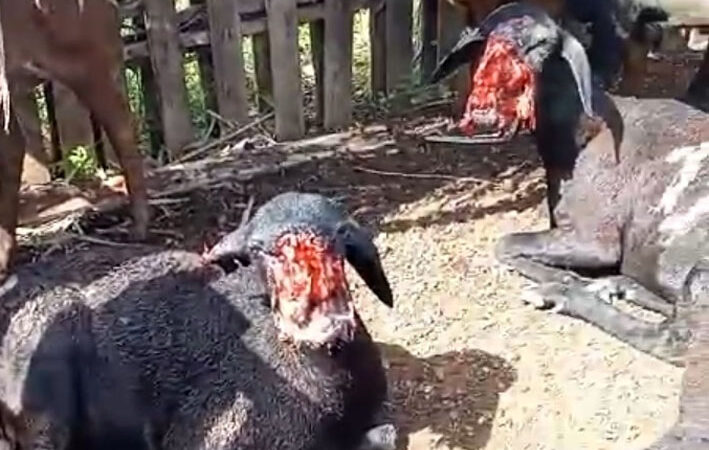 Em Várzea da Roça, Cães matam 8 Ovelhas e deixam outras duas feridas na Fazenda Cacúlo
