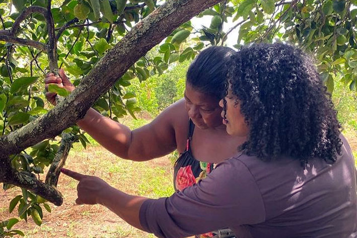 Cuidando com carinho das nossas limas ácidas Tahiti! Instituto Agrovida presente no Tabuleiro do município de Muritiba