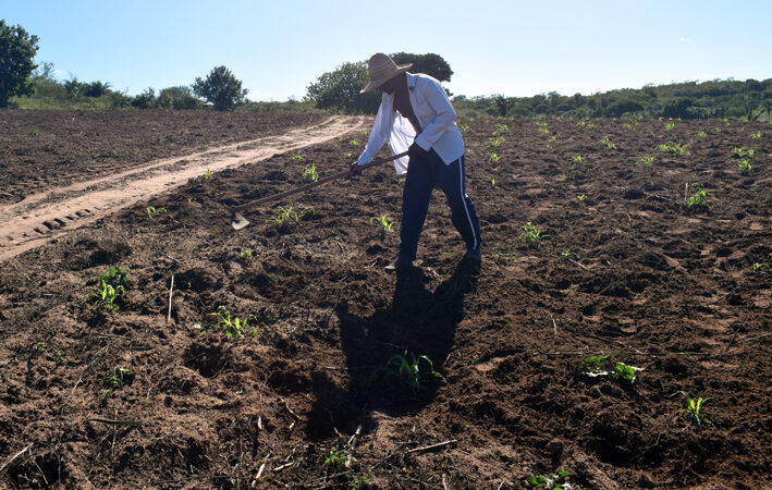 Iniciado o Plantio de Feijão em Baixa Grande: Assista aos Depoimentos de Agricultores