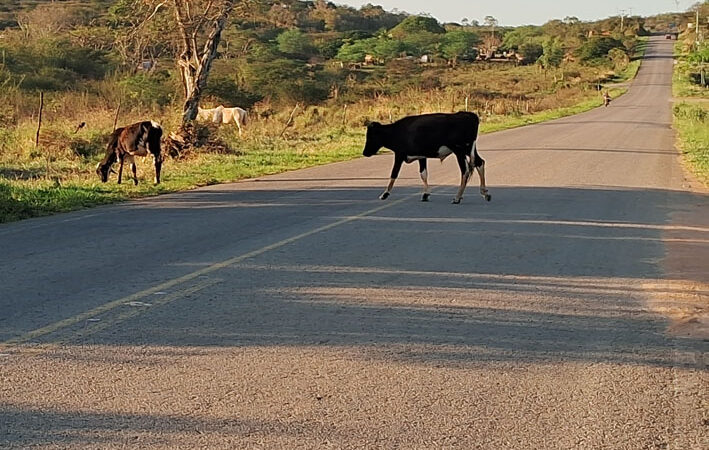 Gado é flagrado andando na BA-130, em Baixa Grande