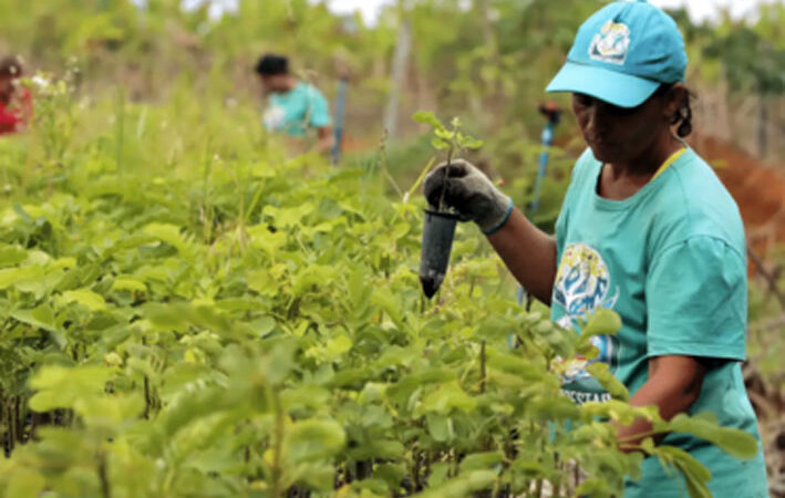 TCU aponta rombo de R$ 187,1 bi na previdência rural