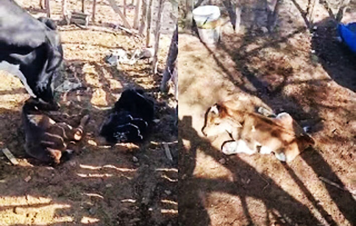 Raridade no campo: vaca dá à luz três bezerros em Pé de Serra