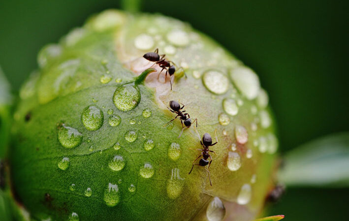 Clima prevê 40 mm de chuva nesta quinta-feira em Baixa Grande; noite deve ter temporal