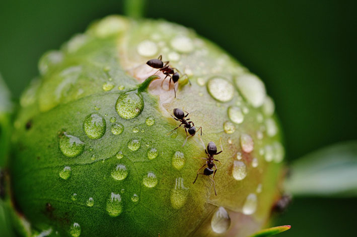 Clima prevê 40 mm de chuva nesta quinta-feira em Baixa Grande; noite deve ter temporal