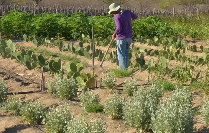 CEP Rural: CCJ aprova projeto que cria código de georreferenciamento para propriedades rurais