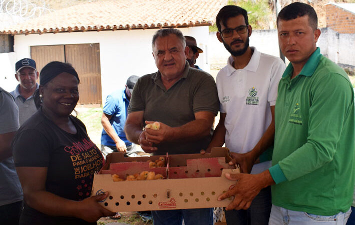 Prefeitura de Baixa Grande distribui mil pintinhos de postura para agricultores familiares