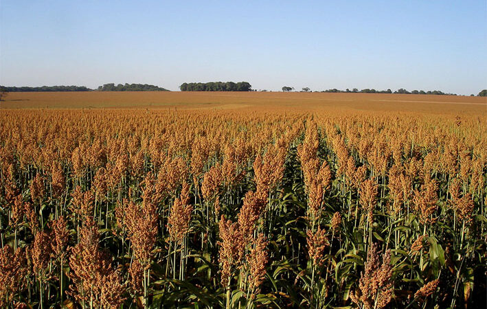 Sorgo avança no calendário agrícola e pode ser destaque da safrinha, revela levantamento da Conab