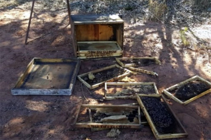 Roubo de mel gera prejuízos e ameaça a apicultura na Bacia do Jacuípe