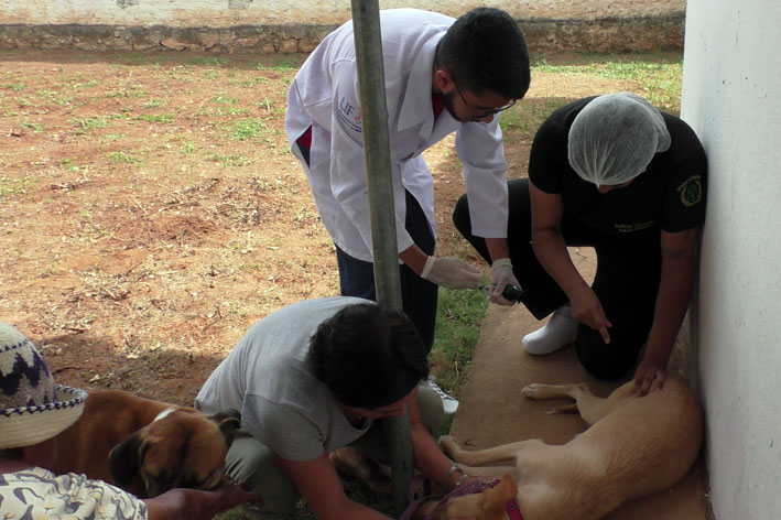 Campanha de castração canina pretende atender mais de 300 animais em Baixa Grande