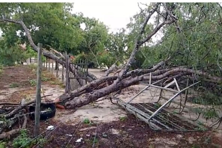 Temporal com mais de 100 mm de chuva derruba dezenas de árvores na zona rural de Quixabeira