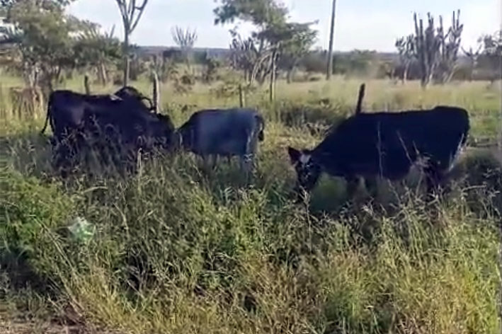 Animais soltos na BA-130 entre São José do Jacuípe a Capim Grosso colocam motoristas em risco