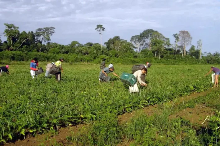 Conab lança cursos de formação para agricultores familiares