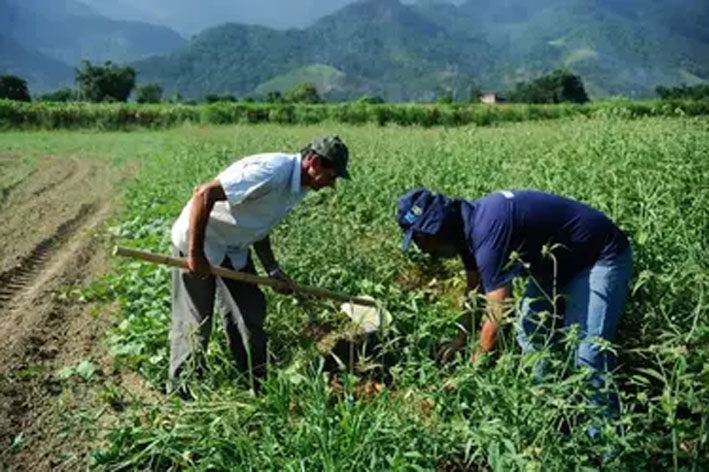 Mercado rural é responsável por três a cada dez vagas formais no país em janeiro, segundo CNM