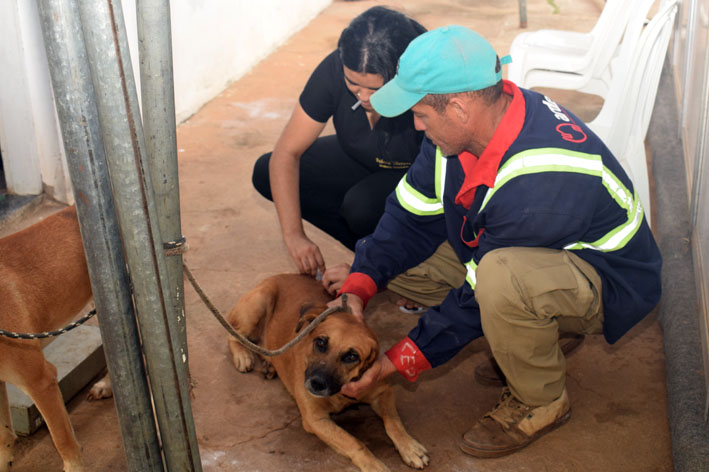 Campanha de castração canina entra na reta final em Baixa Grande e já soma 232 animais atendidos