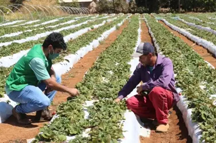 El Niño em 2026: impactos na agricultura brasileira