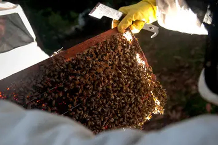 Conama atualiza regra para transferência de abelhas de área desmatada