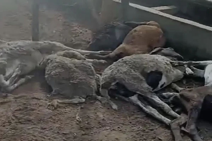 Ataques de cães deixa 14 ovelhas mortas e 10 feridas em fazenda de Capim Grosso