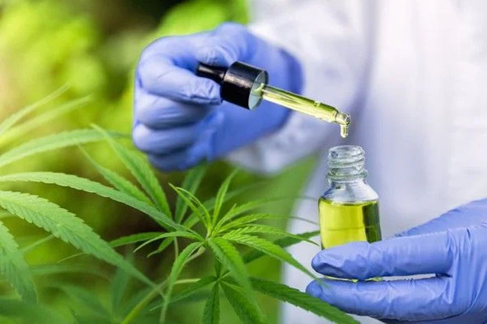 Justiça Federal autoriza paciente de Jacobina a cultivar Cannabis para tratamento medicinal