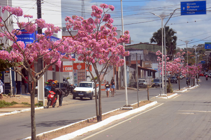 Florada dos ipês chama atenção na Avenida Heraldo Miranda em Baixa Grande