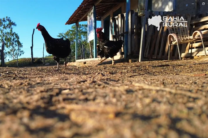 Bahia Rural destaca encontro de Criadores da Galinha Balão em Baixa Grande